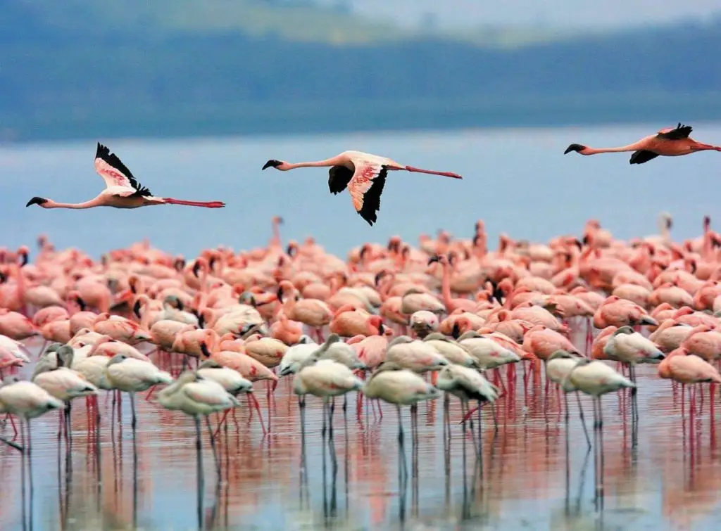 Découvrez des flamants roses sauvages dans le plus grand lac naturel d&rsquo;Espagne situé dans la province de Málaga